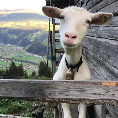 Goass'n Alm Zillertal Ferienhaus